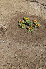 Gardener and flower bed