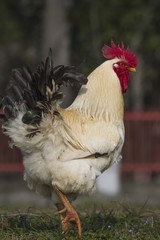 rooster in the farm