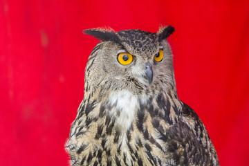 The Eurasian eagle-owl (Bubo bubo)