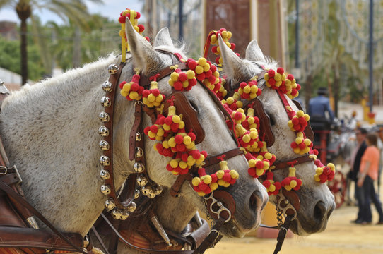Horses decked in fair, Jerez de la Frontera