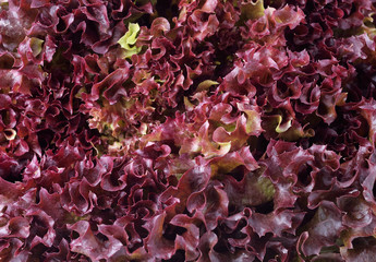 red leaf lettuce