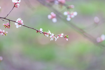 Blossoming cherry