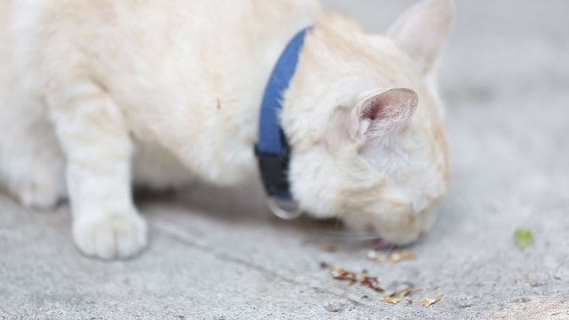 Yellow Alley Cat eating canned food on a sidewalk.