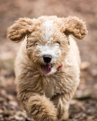 Spanish Water Dog