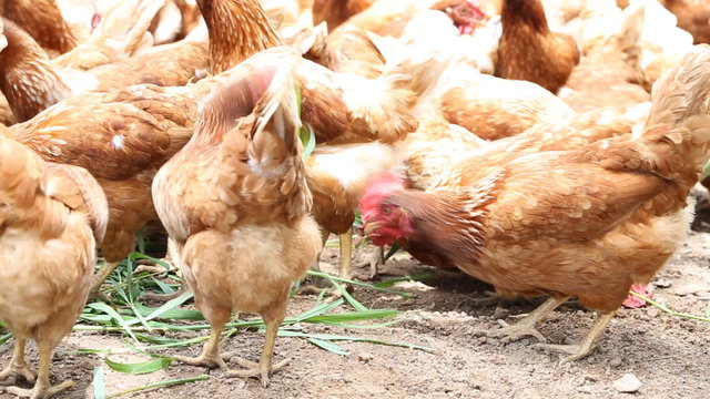 Happy hens eating grass in cage free farming
