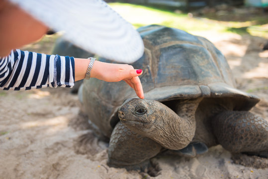 Aldabran Seychelles Giant Tortoise