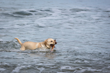 Labrador Running Through water