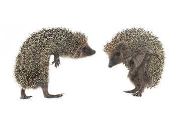 two hedgehog