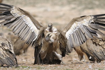 Two griffon vultures fighting.
