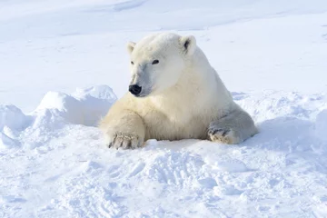 Photo sur Plexiglas Ours polaire Mère d& 39 ours polaire sortant de la tanière fraîchement ouverte