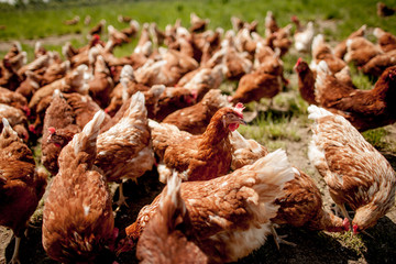 chicken on traditional free range poultry