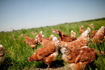 chicken on traditional free range poultry
