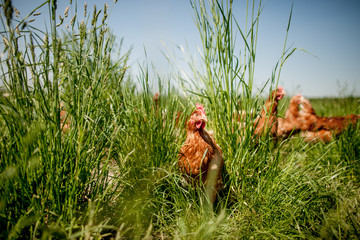 chicken on traditional free range poultry