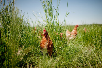 chicken on traditional free range poultry