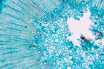 plant cells