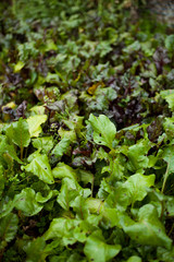 beet rood leaves