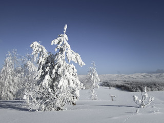 Иней на соснах © filajkin