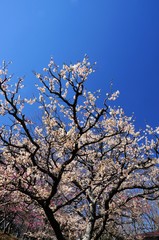 白梅と青空