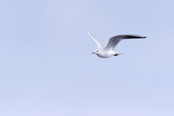 Flying gull