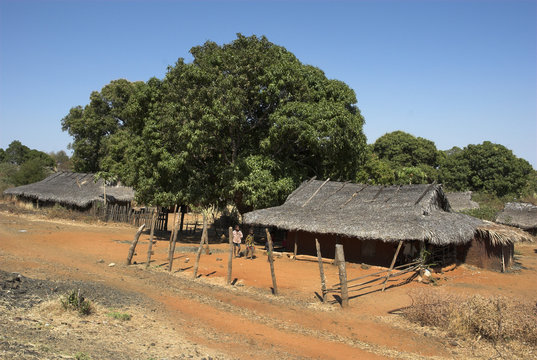 Mangifera indica, Manguier