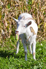 The goat with a corn © charmphoto