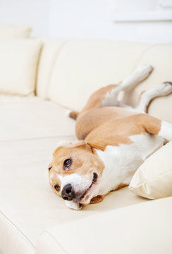 Lazy beagle on the white sofa