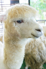 Obraz premium Alpaca