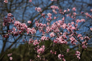 prime sbocciature di fiori primaverili e allergie
