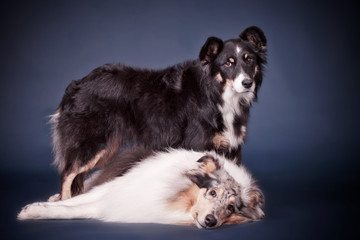 Hundefreunde im Studio