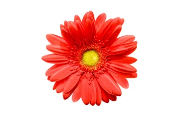 Zelfklevend Fotobehang Close up van een rode gerbera madeliefje bloem © Delphotostock