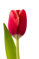 Beautiful red tulip flower on white