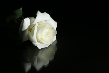 Naklejka premium biała róża na czarnym tle