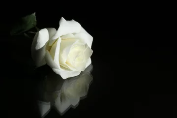 Crédence de cuisine en verre imprimé Roses rose blanche sur fond noir