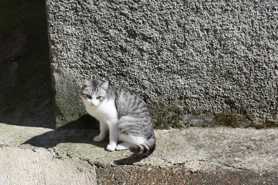 Levigliani