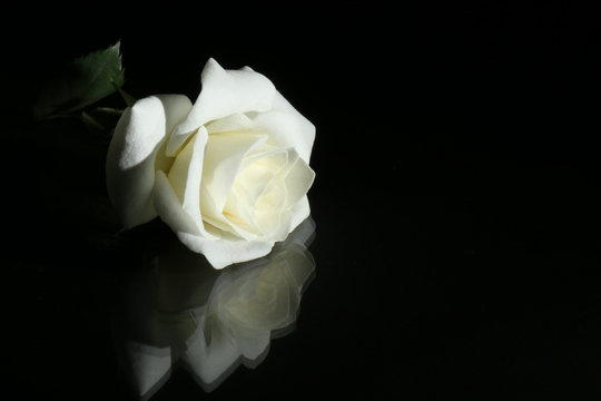 Fototapeta white rose on black background