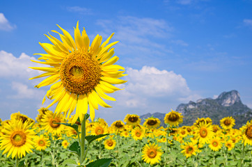 Sunflower field