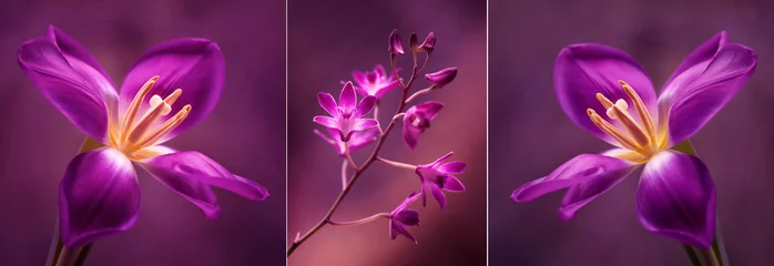 Photo sur Plexiglas Orchidée Tulipany i Orchidea