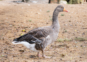 Goose walking on the small farm.