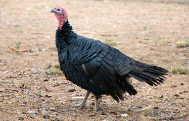 Turkey walking on the small farm.