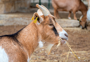 Goat walking on the small farm.