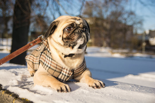 Mops in karierter Weste