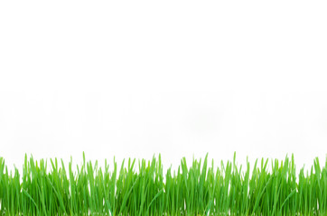 Fototapeta premium Green Plant Isolated on white