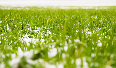 Melting snow on green grass close up