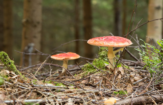Fly agaric, Amanita muscaria, poisonous