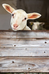 Lamb looking out of the barn