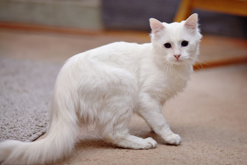 White fluffy cat.