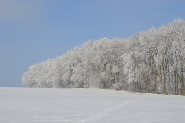 Wald, Anfang, Schnee, Eis, Winter