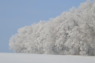 Wald im Winter auf dem Land