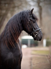 Portrait of a sports black stallion.
