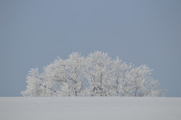 vereister Insel, Wald im Eis und Schnee